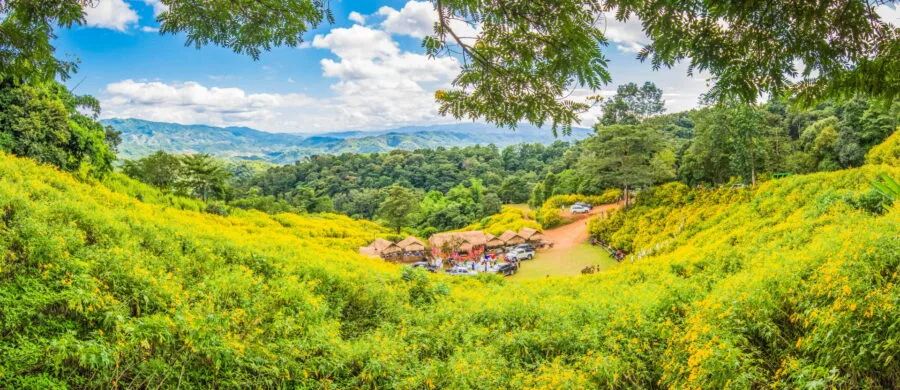 fields flowers sunflowers mexican doi hua mae kham