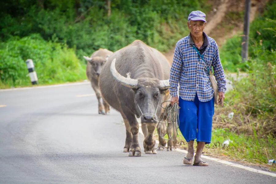 man and his buffaloes on the road to doi hua mae kham