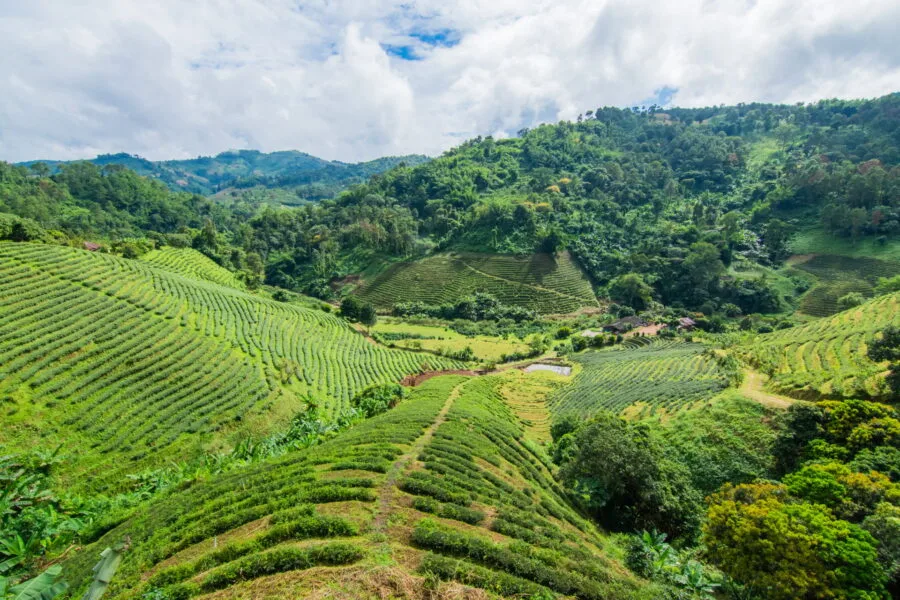tea plantation near mae salong north thailand