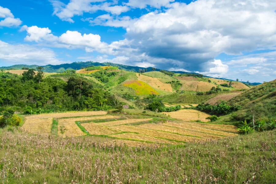 rice fields on the road to doi hua mae kham