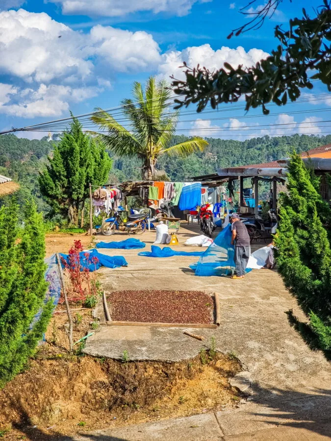drying coffee pana village near mae salong