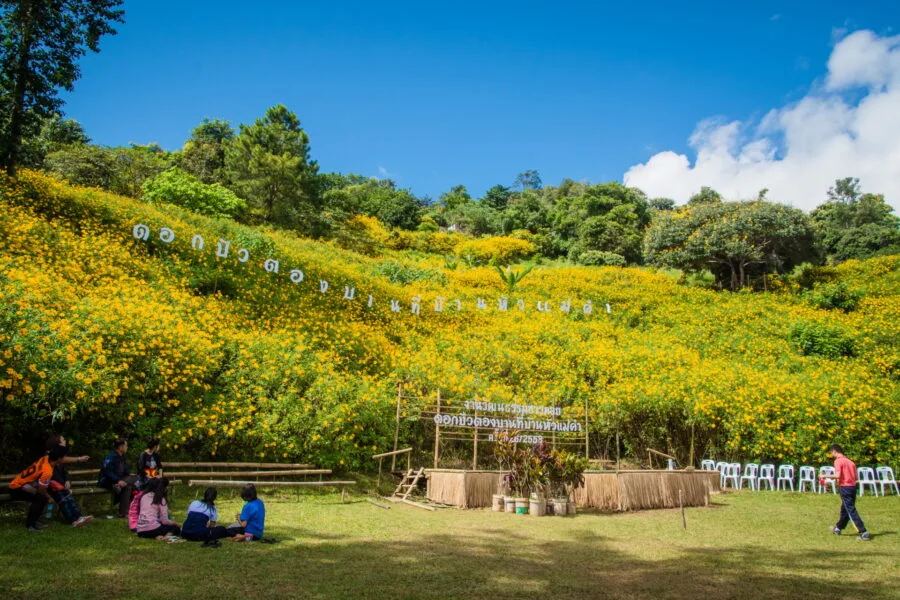 Mexican sunflowers at doi hua mae kham
