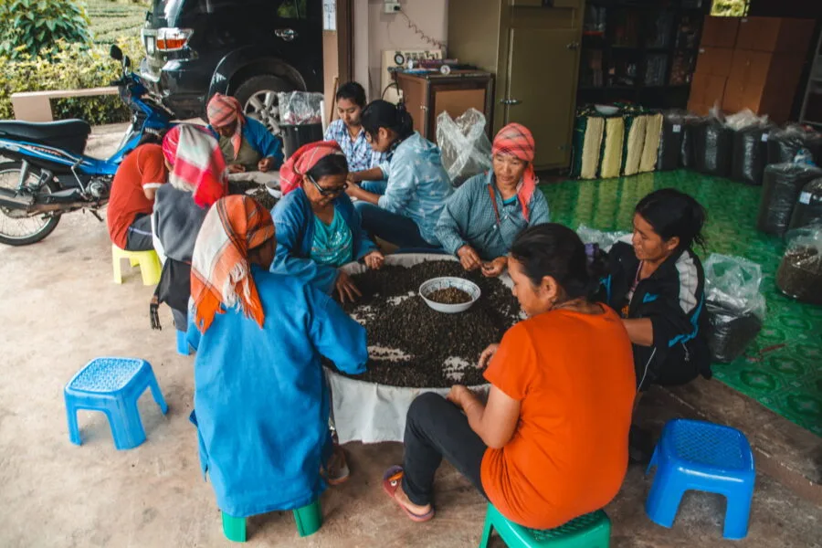 sorting tea leaves mae salong north thailand