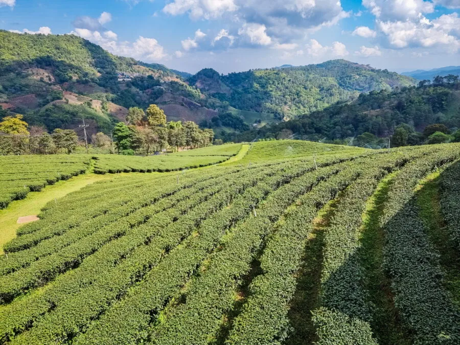 view from 101 tea plantation mae salong