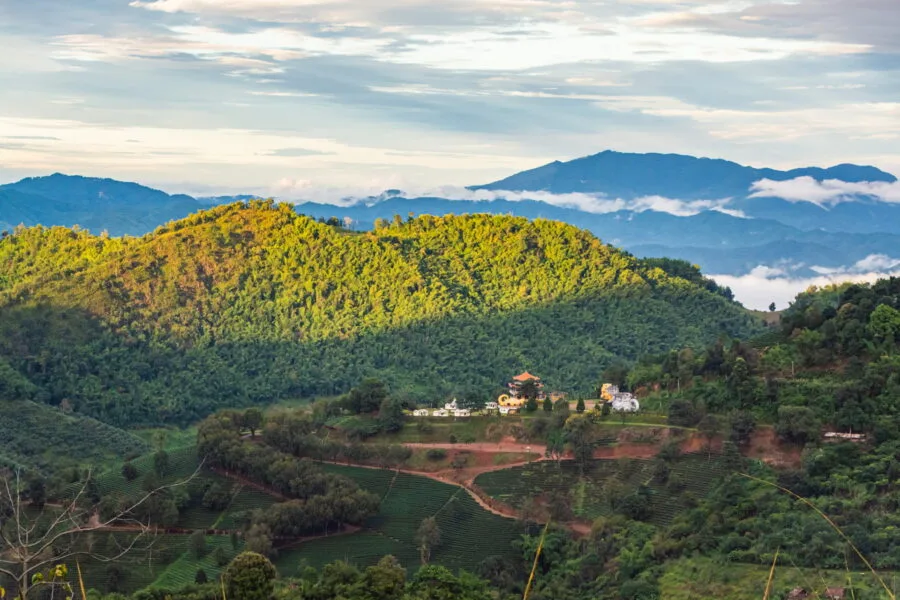 wang put tan tea plantation mae salong