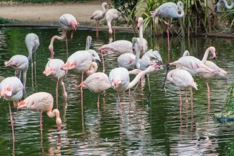kowloon park flamingos - hong kong