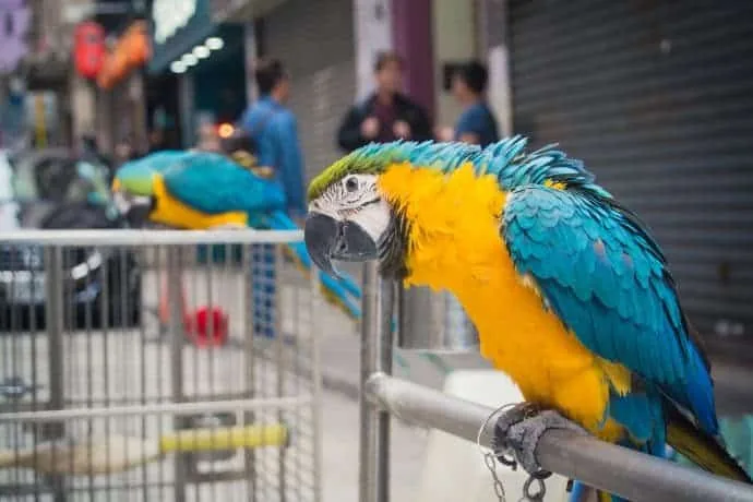 parrot street hong kong