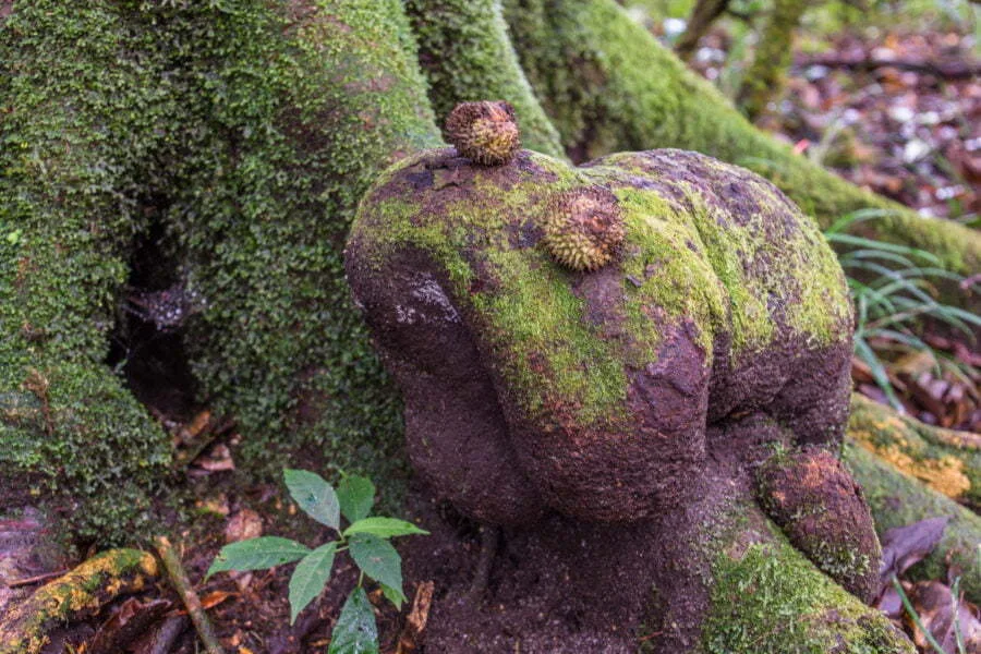 funny root kew mae pan nature trail doi inthanon