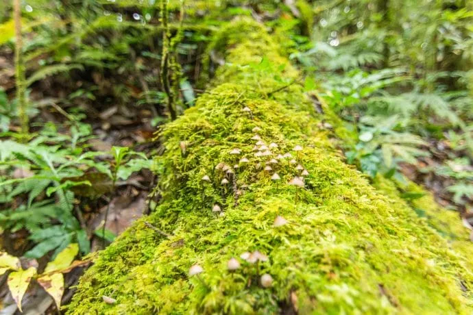 mushrooms on a trunk at doi inthanon - chiang mai