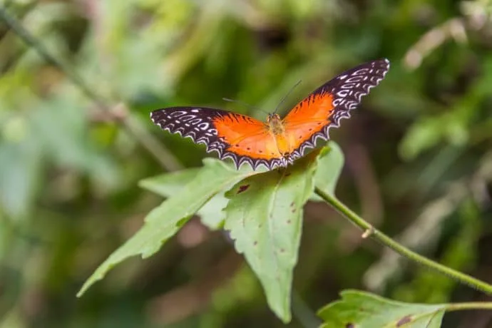 butterfly at doi inthanon - chiang mai