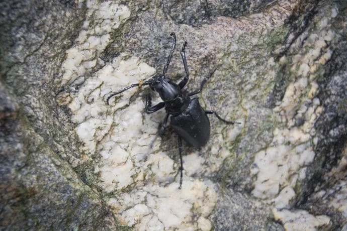 beetle at doi inthanon - chiang mai
