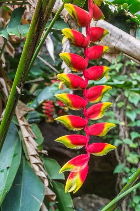 beautiful flower at doi inthanon - chiang mai
