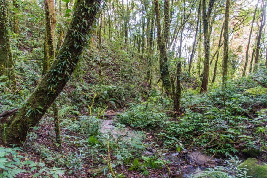 forest kew mae pan nature trail doi inthanon