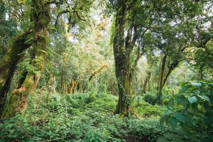 forest at the top of doi inthanon - chiang mai