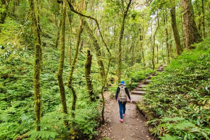 kew mae pan trail doi inthanon - chiang mai
