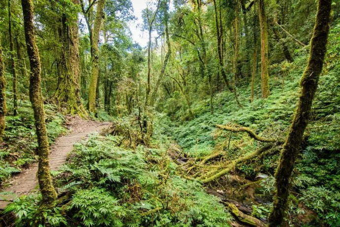 kew mae pan trail doi inthanon - chiang mai