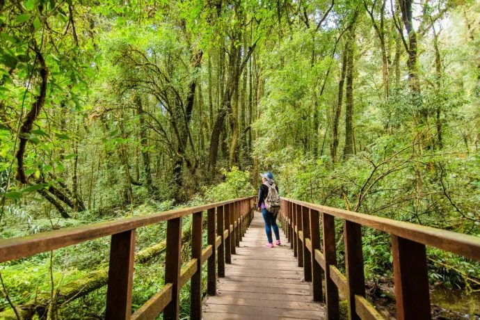 kew mae pan trail doi inthanon - chiang mai