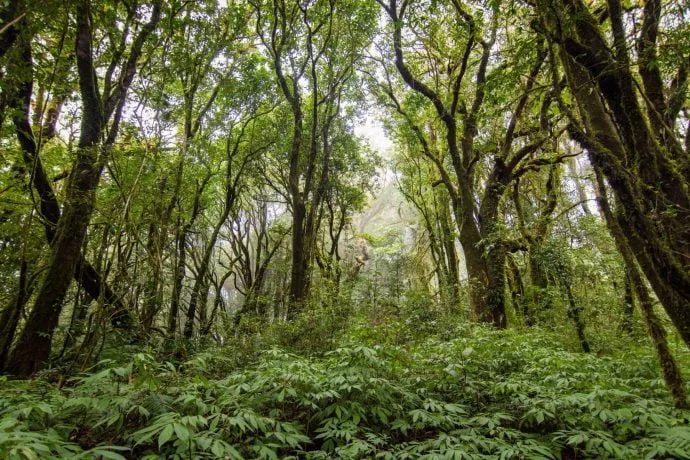 kew mae pan trail doi inthanon - chiang mai