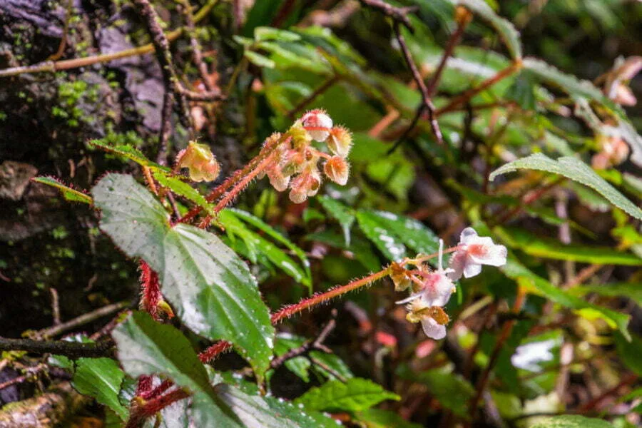 little flower doi inthanon kew mae pan nature trail