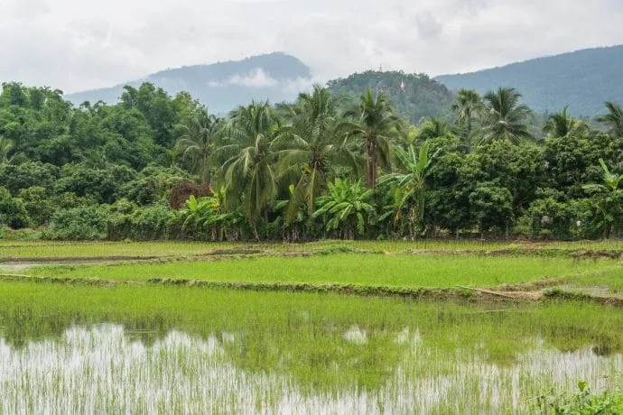 rice fields countryside around doi inthanon - chom thong