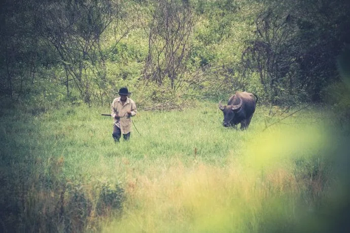 farmer and buffalo in chom thong near doi inthanon