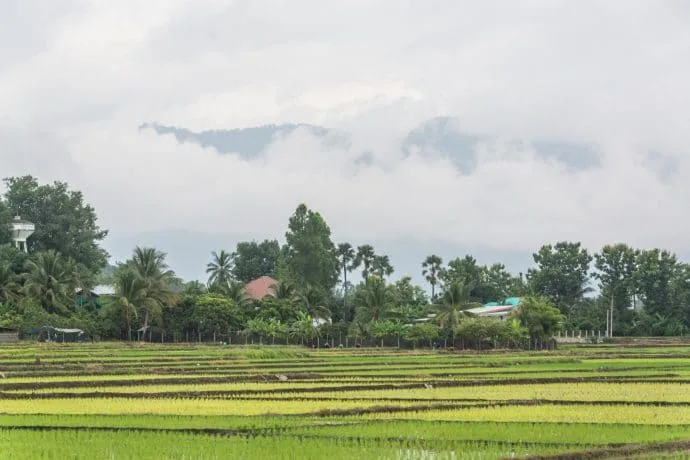 rice fields countryside around doi inthanon - chom thong