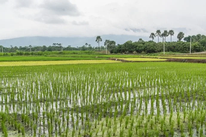 rice fields countryside around doi inthanon - chom thong