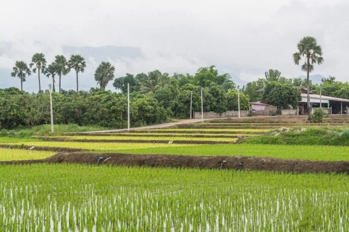 rice fields countryside around doi inthanon - chom thong
