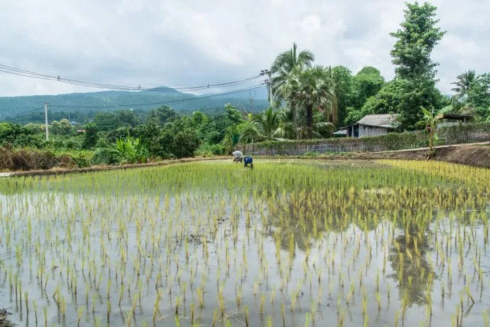 rice fields countryside around doi inthanon - chom thong