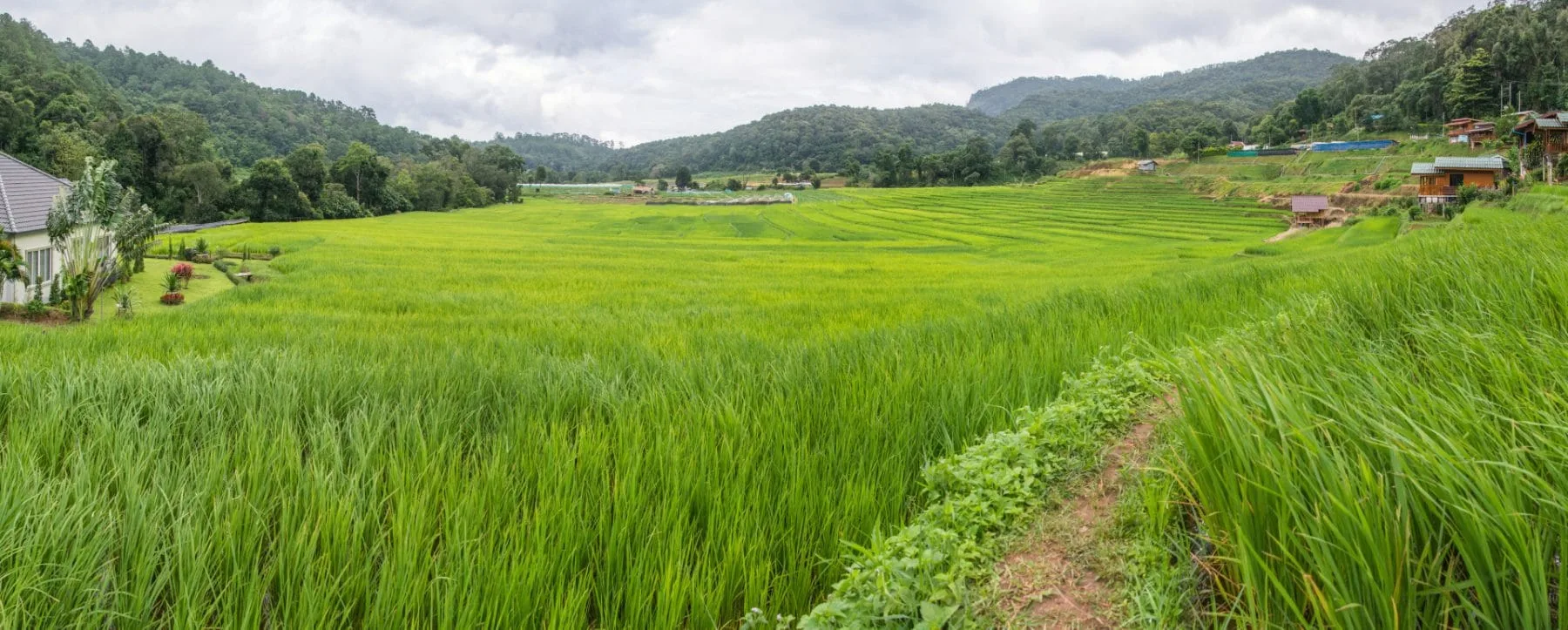 rice fields village ban mae klang doi inthanon - chiang mai