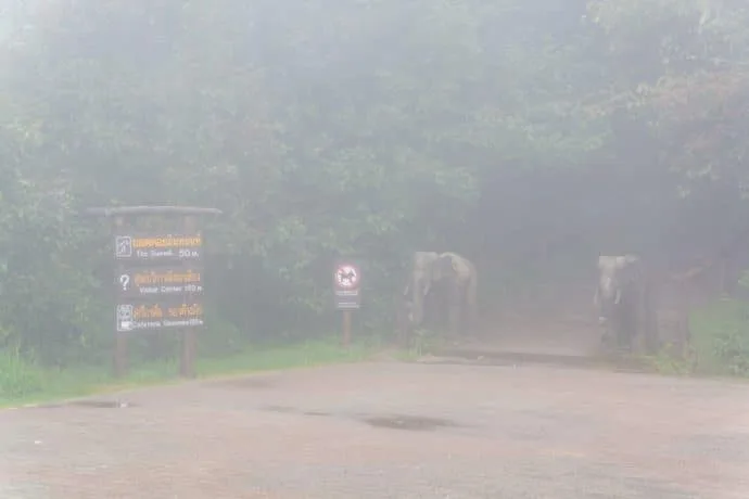 doi inthanon summit - chiang mai