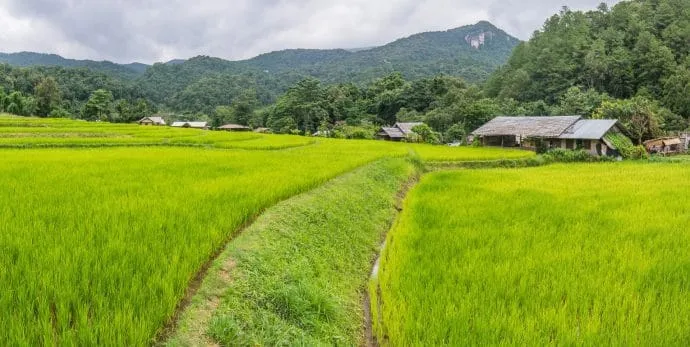 rice fields village ban mae klang doi inthanon