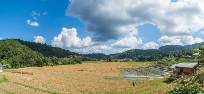rice field harvest ban mae klang doi inthanon - chiang mai