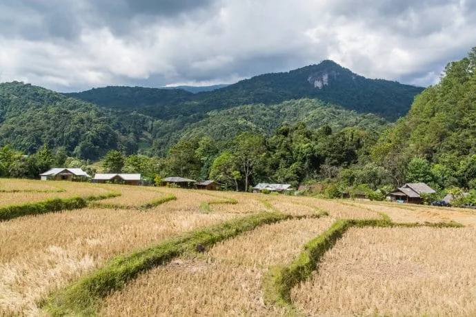 rice field harvest ban mae klang doi inthanon - chiang mai