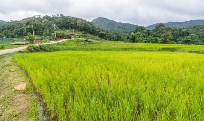rice fields village ban mae klang doi inthanon