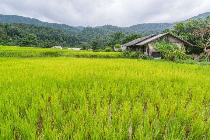 rizieres village ban mae klang doi inthanon