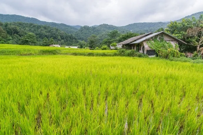 rice fields village ban mae klang doi inthanon