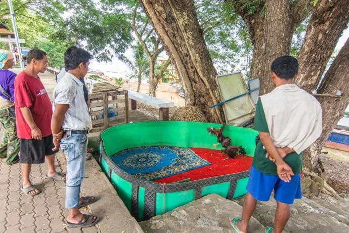 chiang saen cockfight - thailand