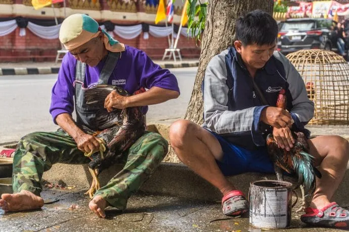 chiang saen roosters - thailand