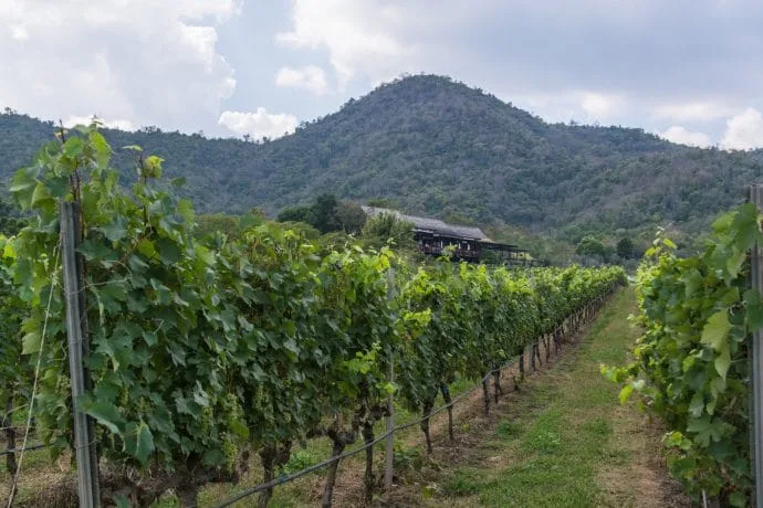hua hin vineyard - thailand