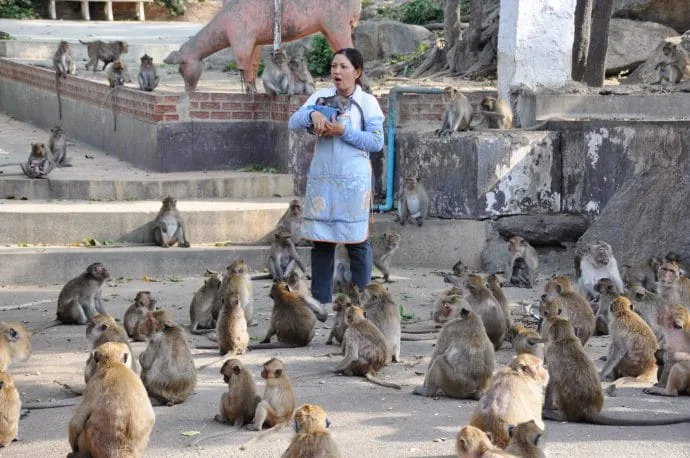 monkeys hill takiap hua hin