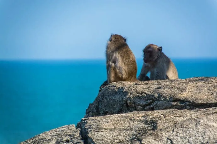 monkeys takiap hill hua hin - thailand