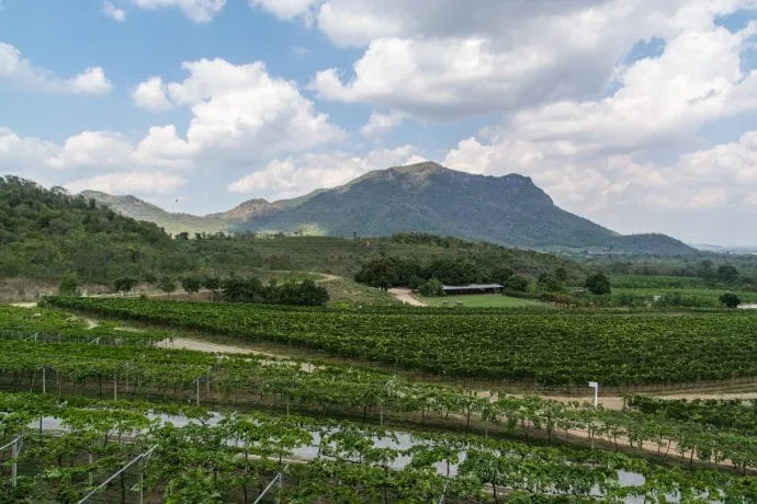 hua hin vines - thailand