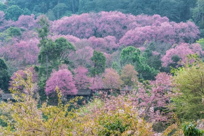 flowering trees mountain north thailand in january