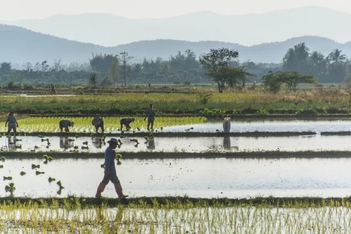 rice field landscape north thailand in february