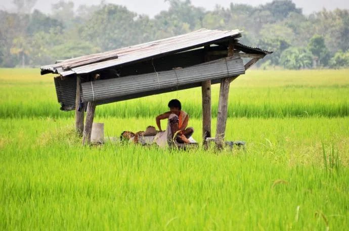 rice field north chiang mai in october