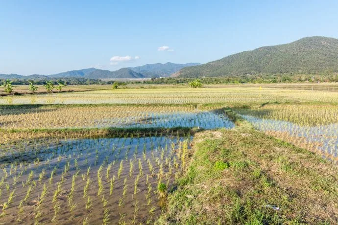 rice field near chiang dao in february
