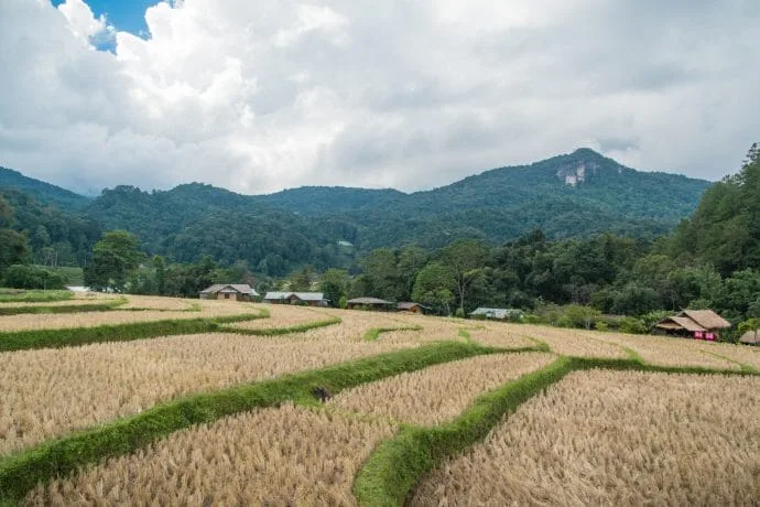 rice field harvest doi inthanon november
