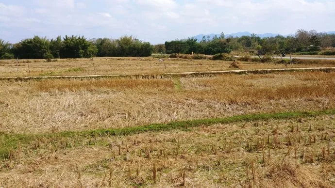 rice paddy thailand in january