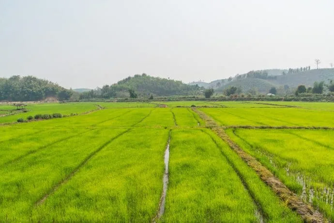 rice fields northern thailand in march
